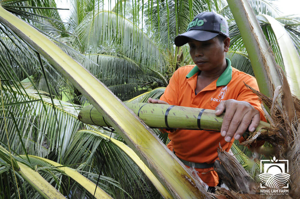 Công nhân đang mát xa hoa dừa thu nước mật
