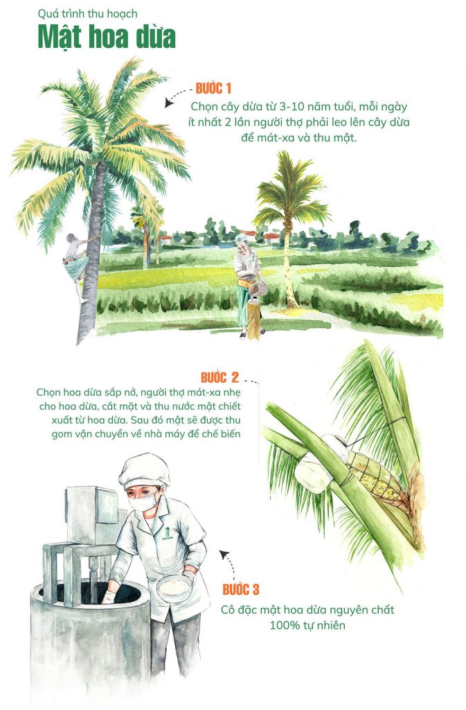 Quá trình thu hoạch mật hoa dừa Sokfarm